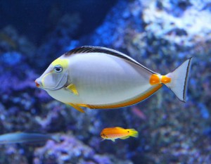 W Rzeszowie powstanie Oceanarium?