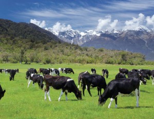 Wartość gruntów rolnych na świecie rosła